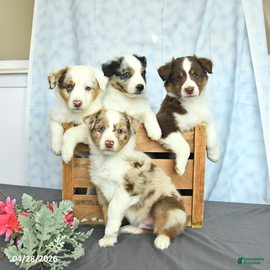 Miniature Australian Shepherd dogs for sale: Freddie - Ad 3