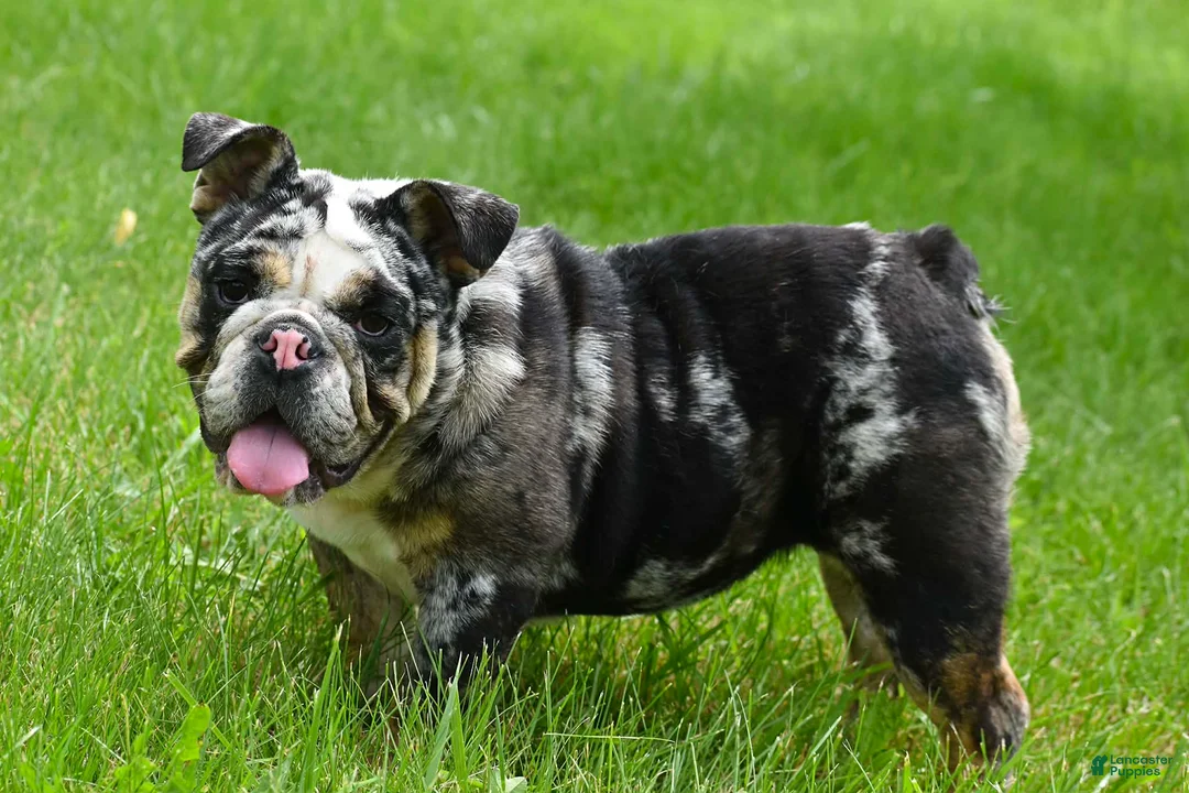 English Bulldog dogs for sale: Daisy - Ad 8