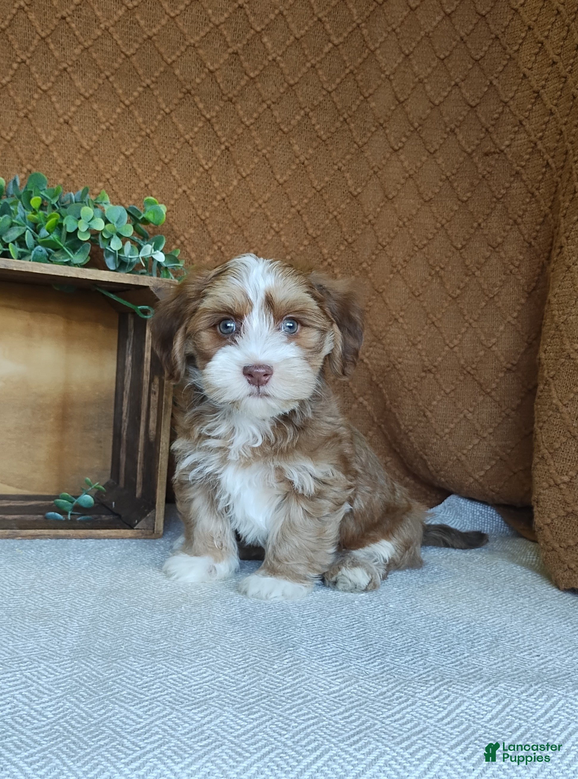 Havanese dogs Brady - Ad 1