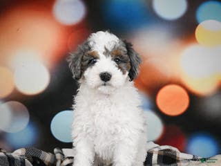 Bernedoodle dogs Maverick - Ad 15