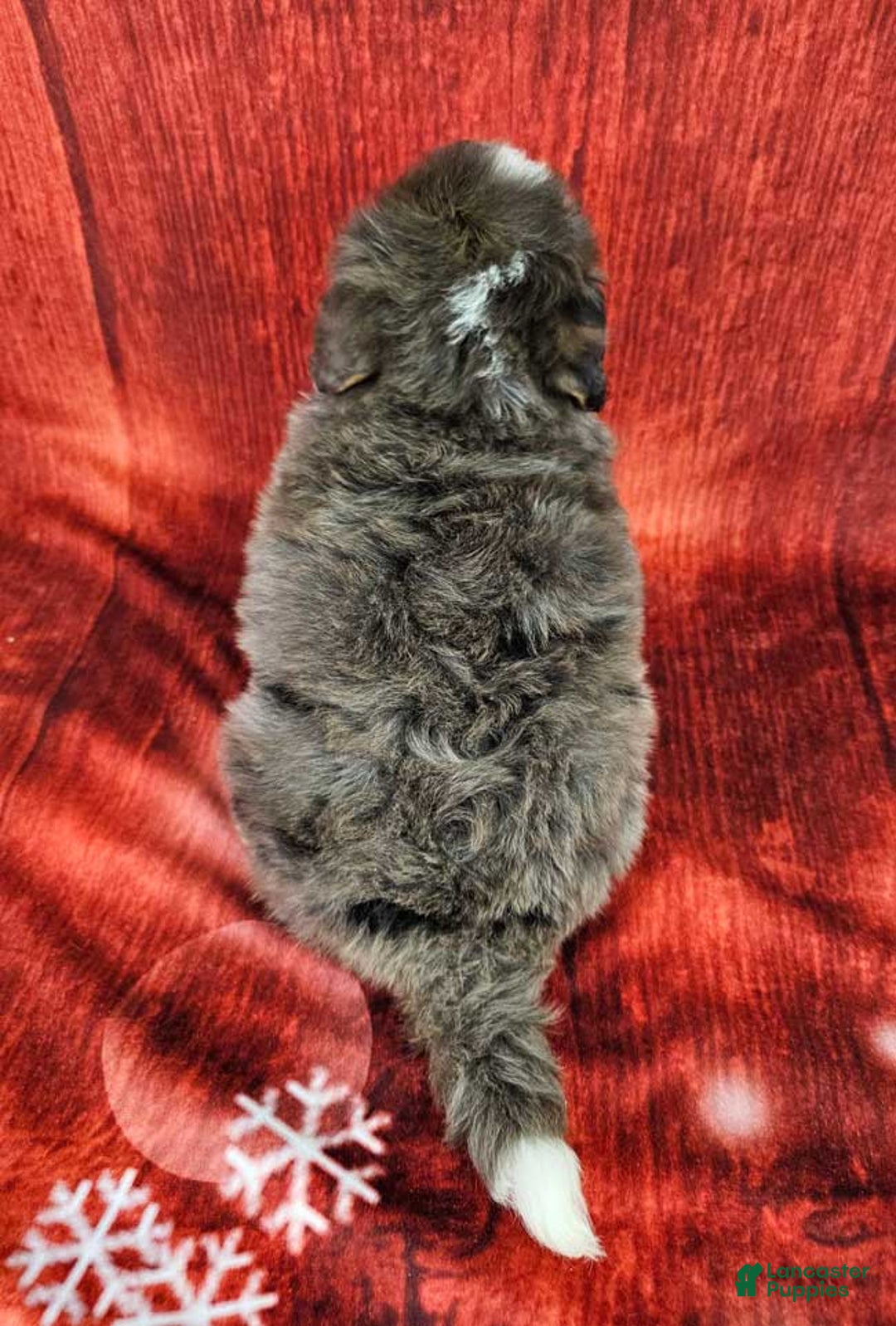 Mini Bernedoodle dogs for sale: London - Ad 4