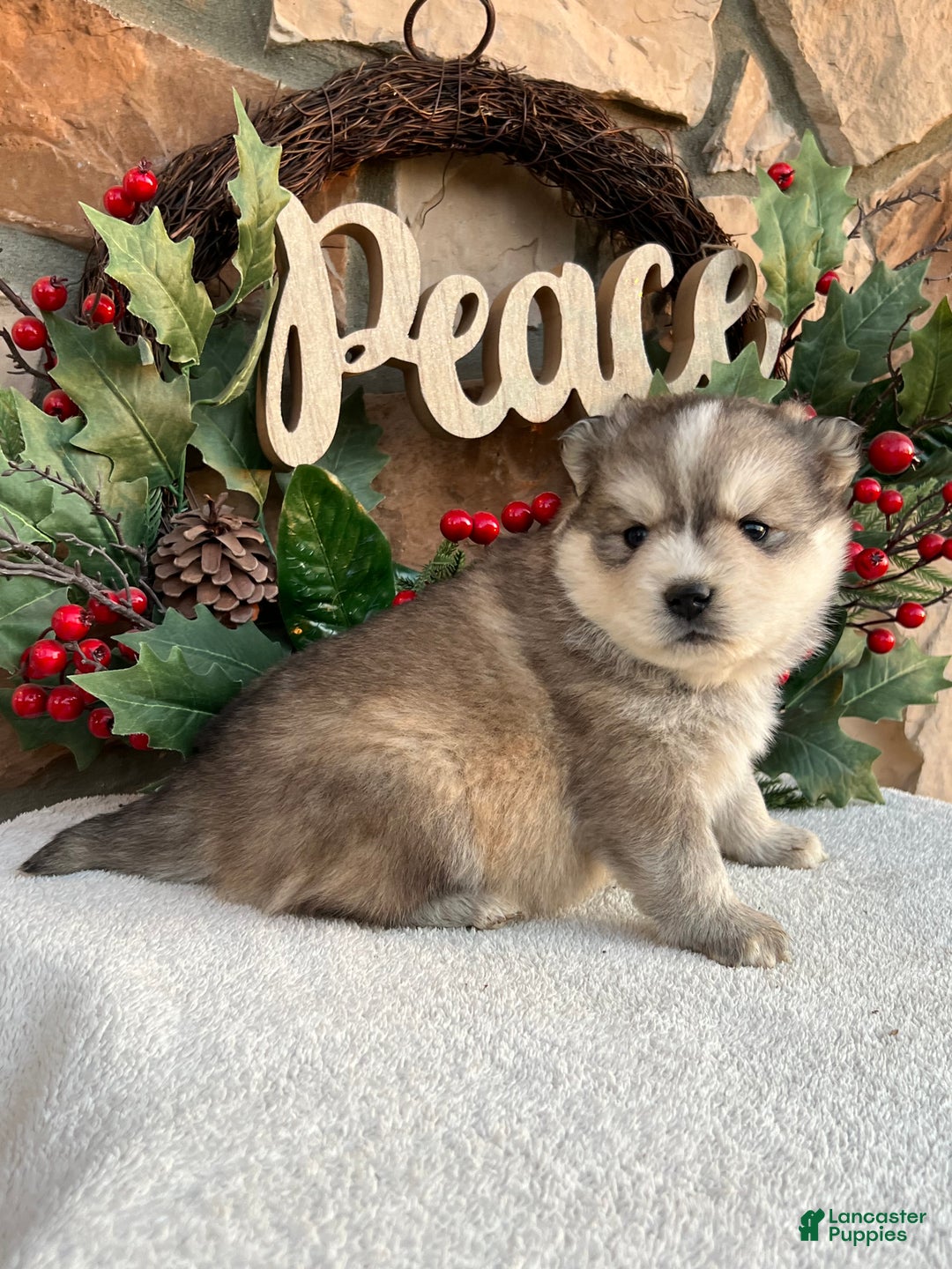 Pomsky dogs for sale: Angel - Ad 5