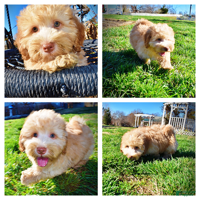 Havapoo dogs Ringo - Ad 31