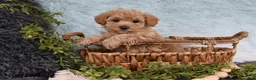 Havapoo dogs for sale: Starlight - Ad 4
