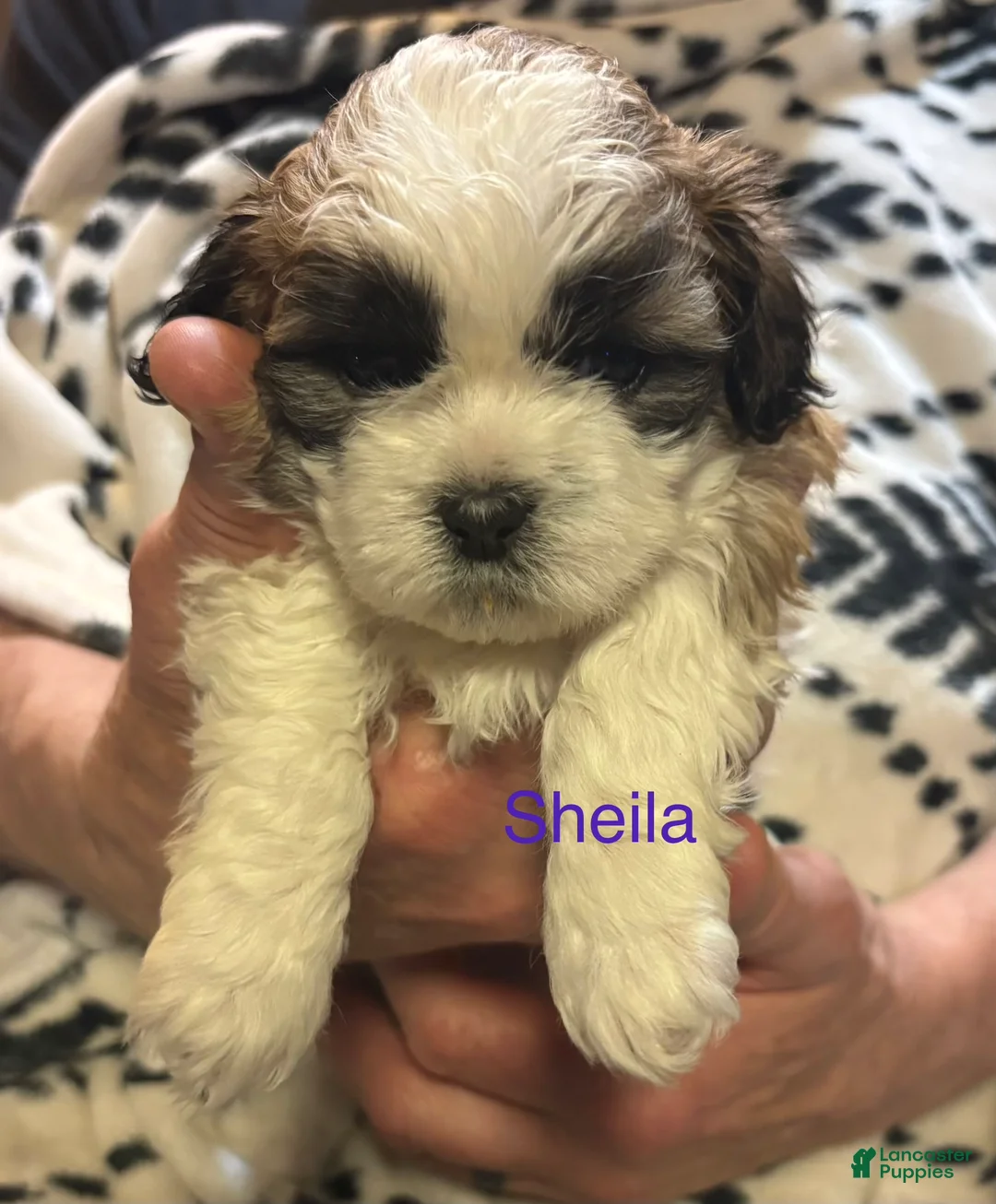 Shih Tzu dogs for sale: Sheila  - Ad 1