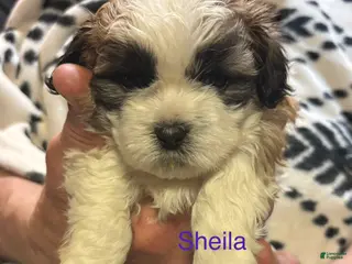 Shih Tzu dogs for sale: Sheila - Ad 1