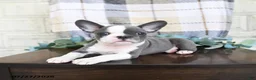 Frenchton dogs for sale: Jessica - Ad 5