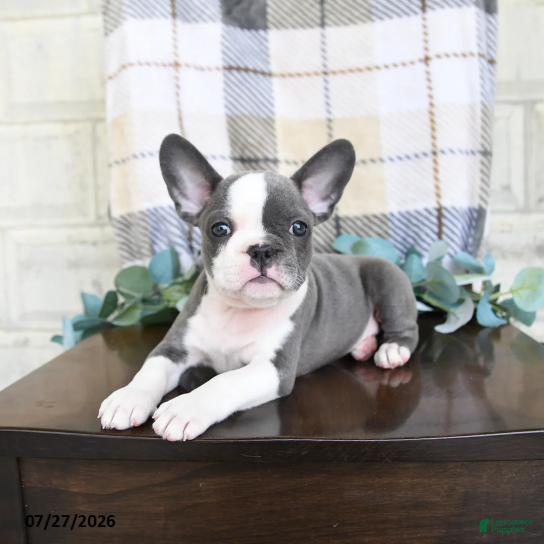 Frenchton dogs for sale: Jessica - Ad 5