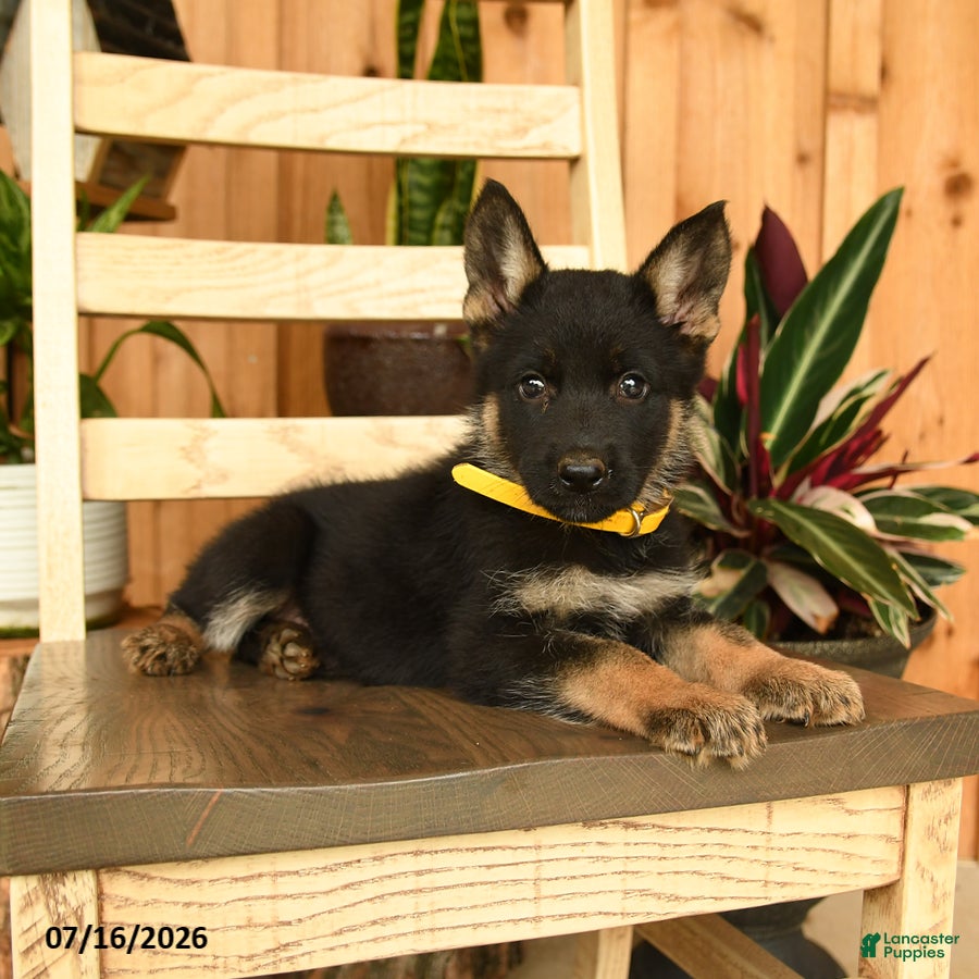 German Shepherd dogs Jeanie - Ad 1