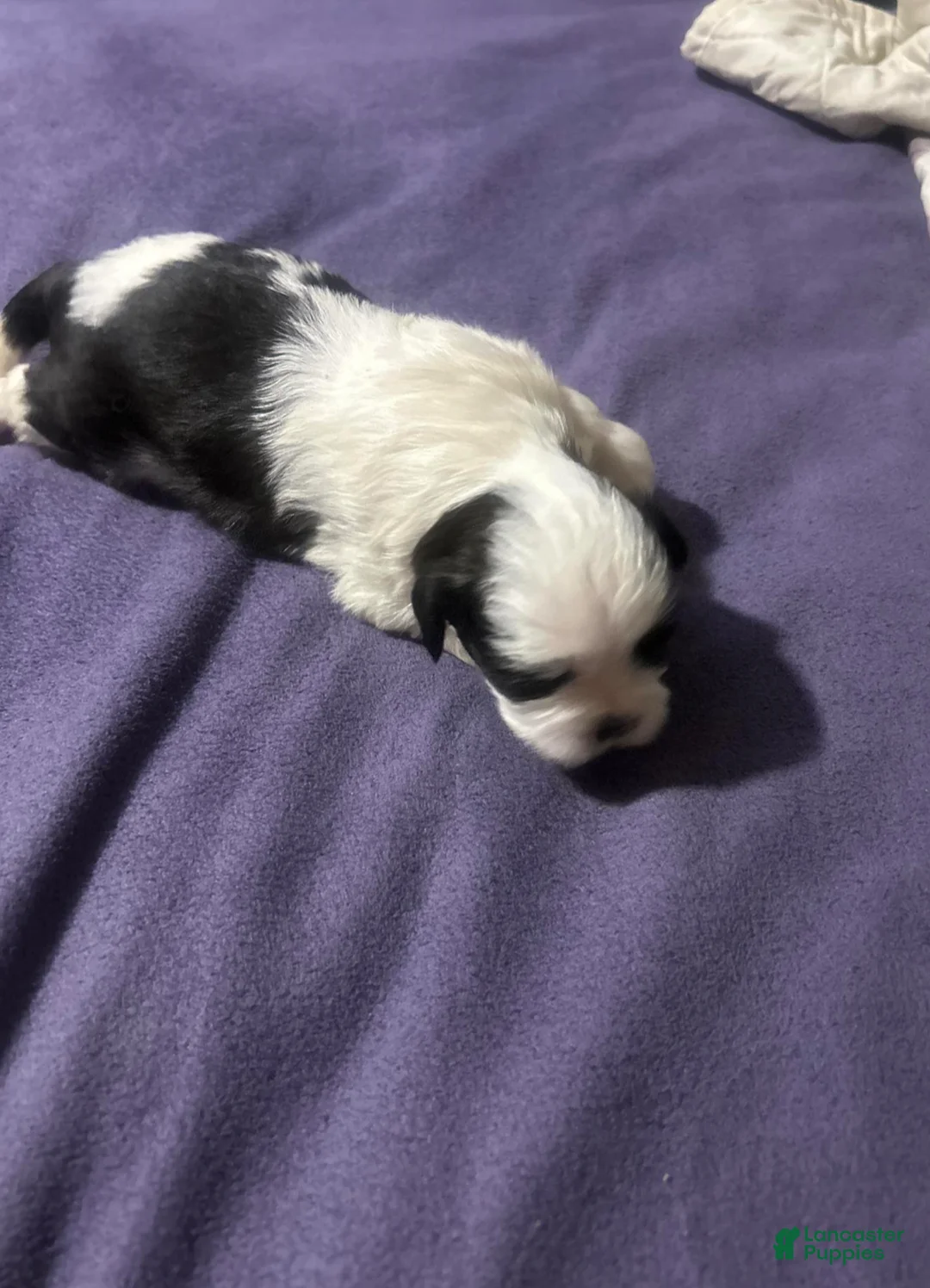 Shih Tzu dogs for sale: Splash - Ad 2