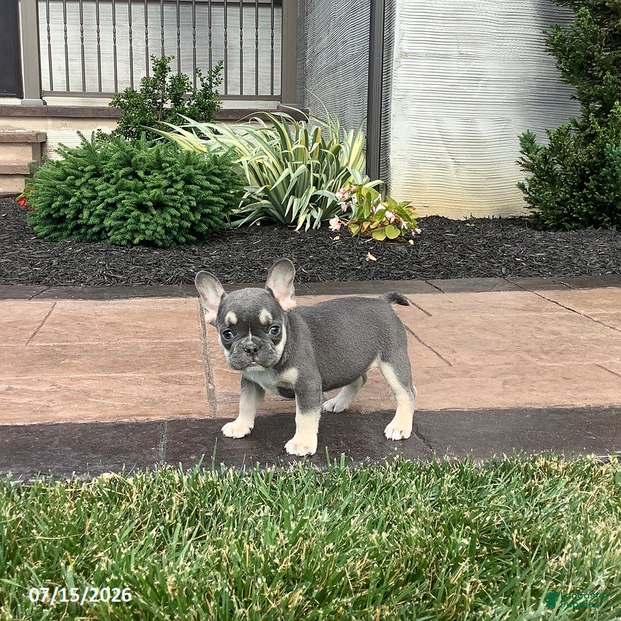 French Bulldog dogs Vienna - Ad 1