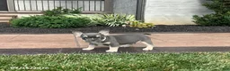 French Bulldog dogs for sale: Vienna - Ad 1