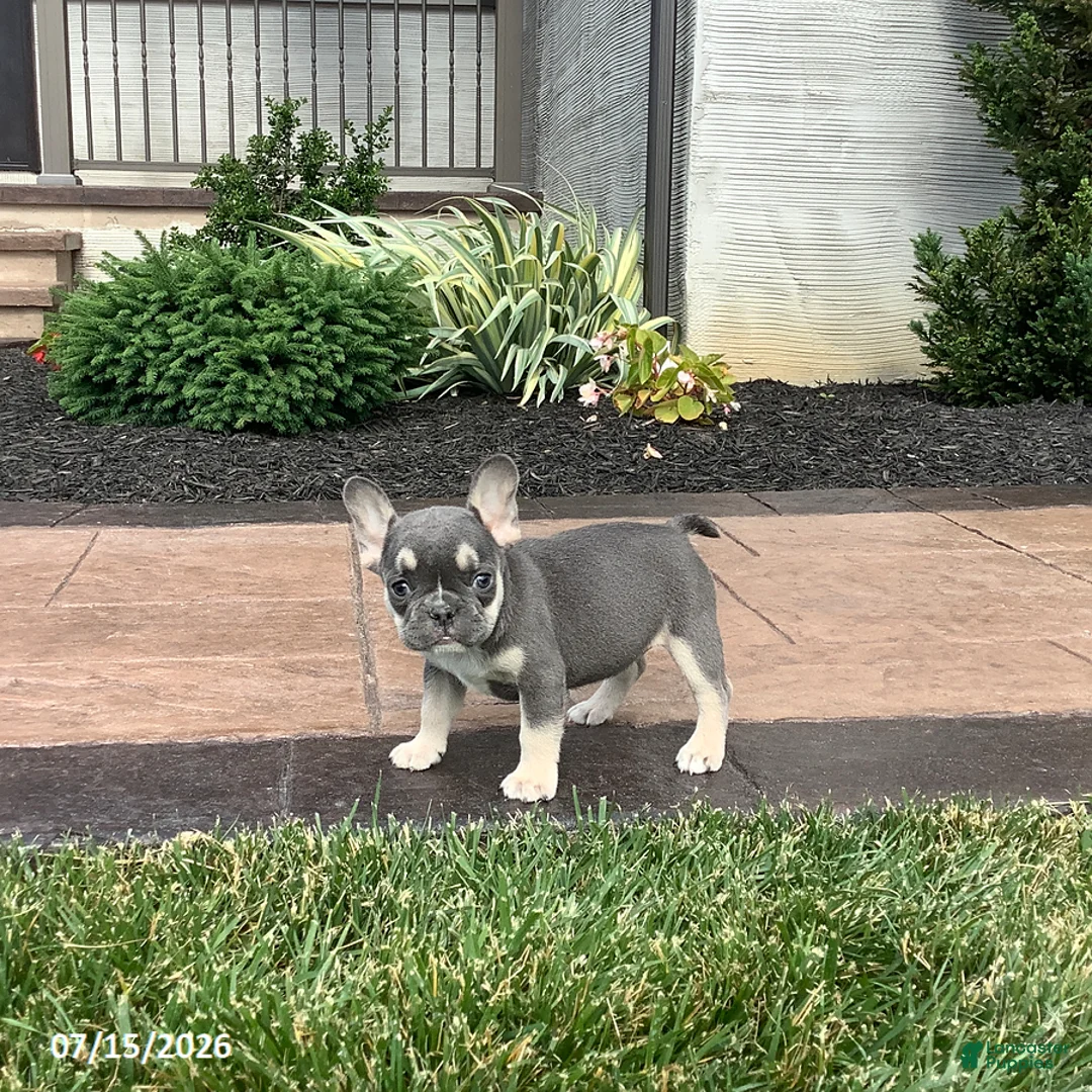 French Bulldog dogs for sale: Vienna - Ad 1