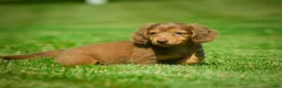 Miniature Dachshund dogs for sale: Ezra - Ad 6