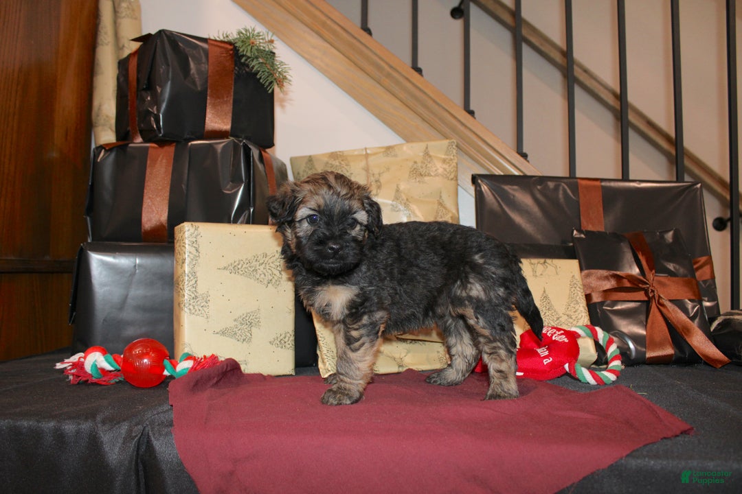 Whoodle dogs for sale: Lila - Ad 6