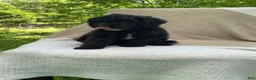 Mixed Breed dogs for sale: Baguette - Ad 4
