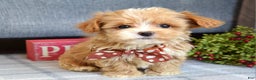 Maltipoo dogs for sale: Finn - Ad 2