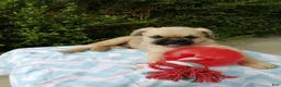 Pug dogs for sale: KEN  - Ad 4