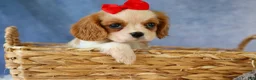 Cavalier King Charles Spaniel dogs for sale:  Nugget🐾 - Ad 8