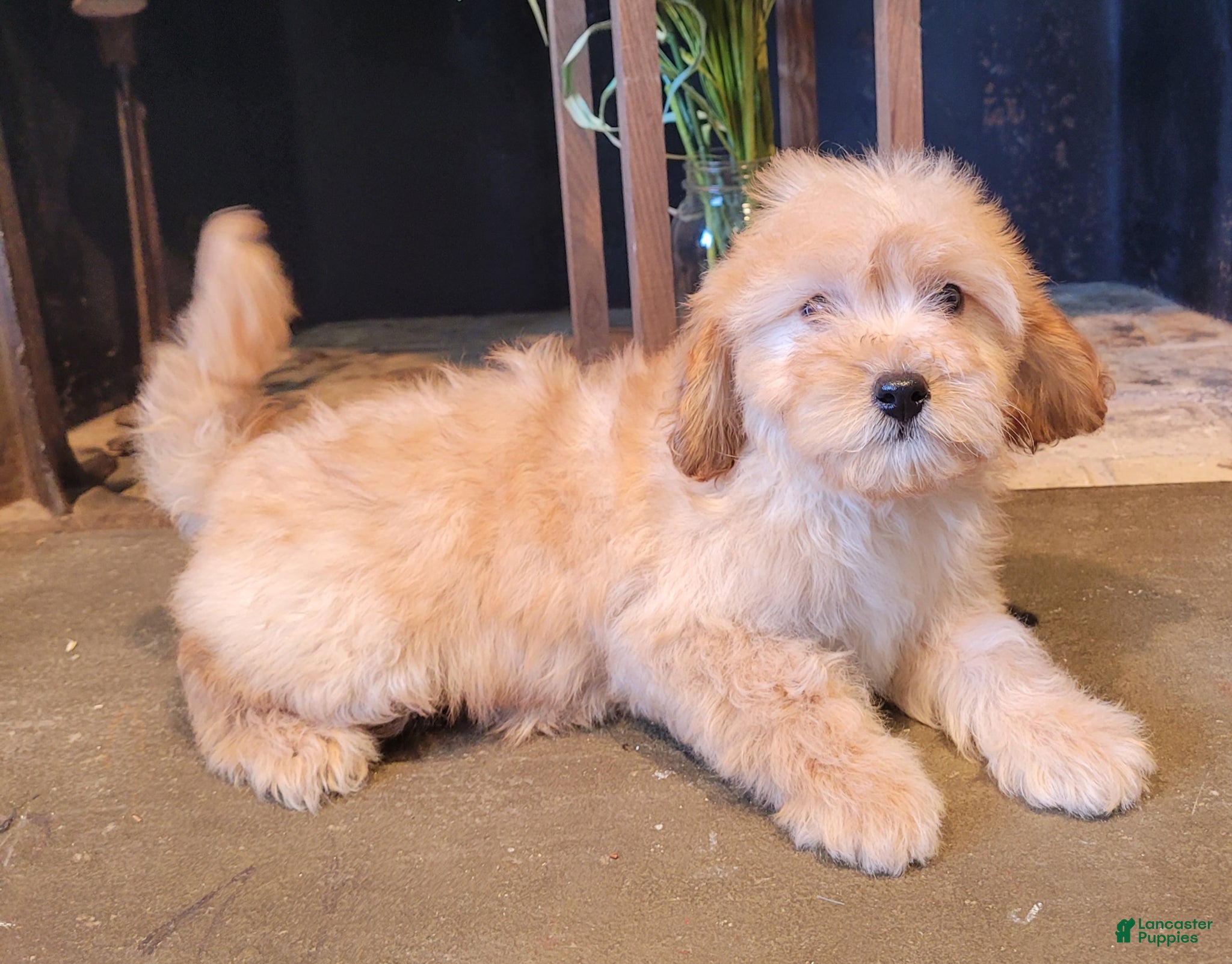 Cavapoo dogs Daisy - Ad 1
