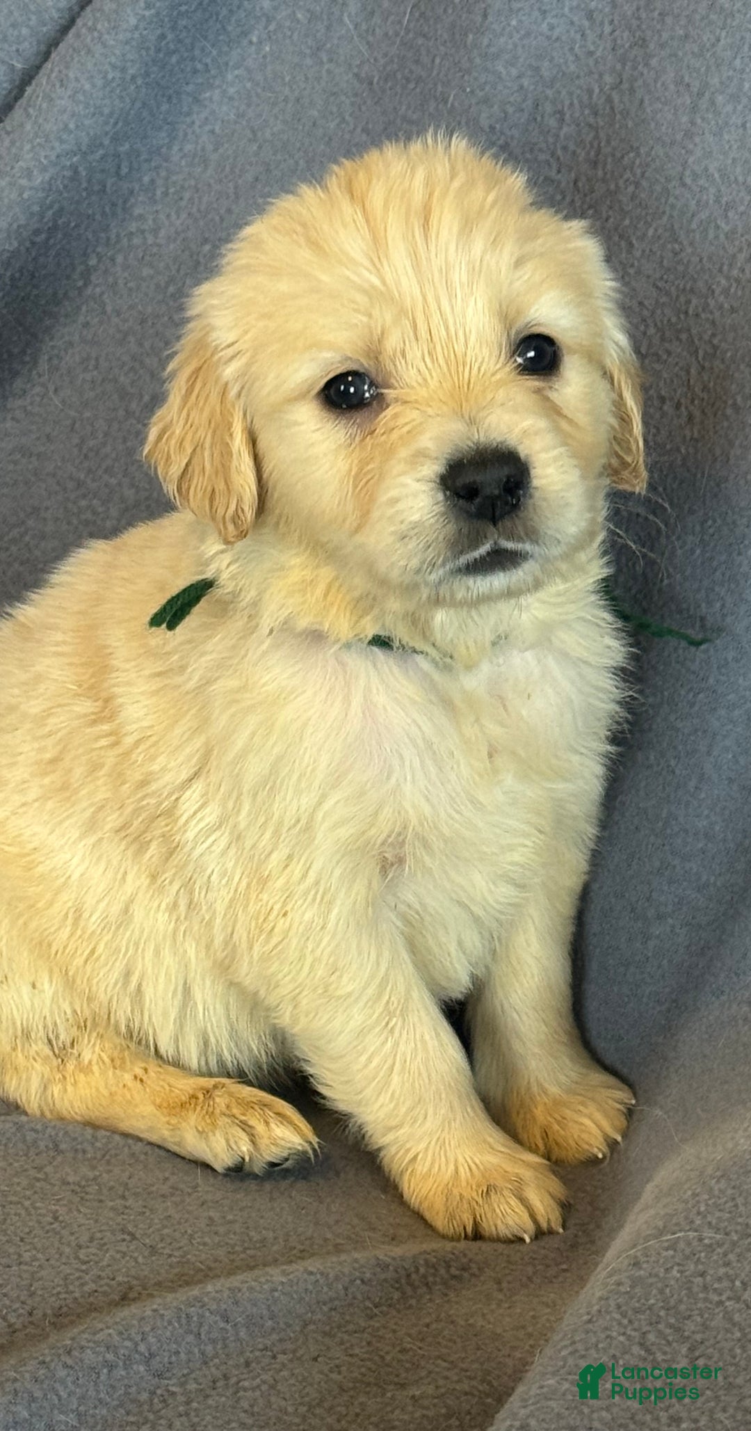 Golden Retriever dogs for sale: Green male -Penny  - Ad 2