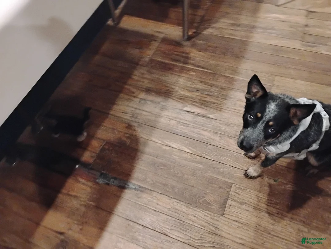 Australian Cattle Dog dogs for sale: Australian Cattle Dog 1 - Ad 5