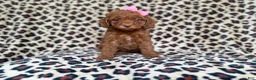 Cockapoo dogs for sale: Macey - Ad 3