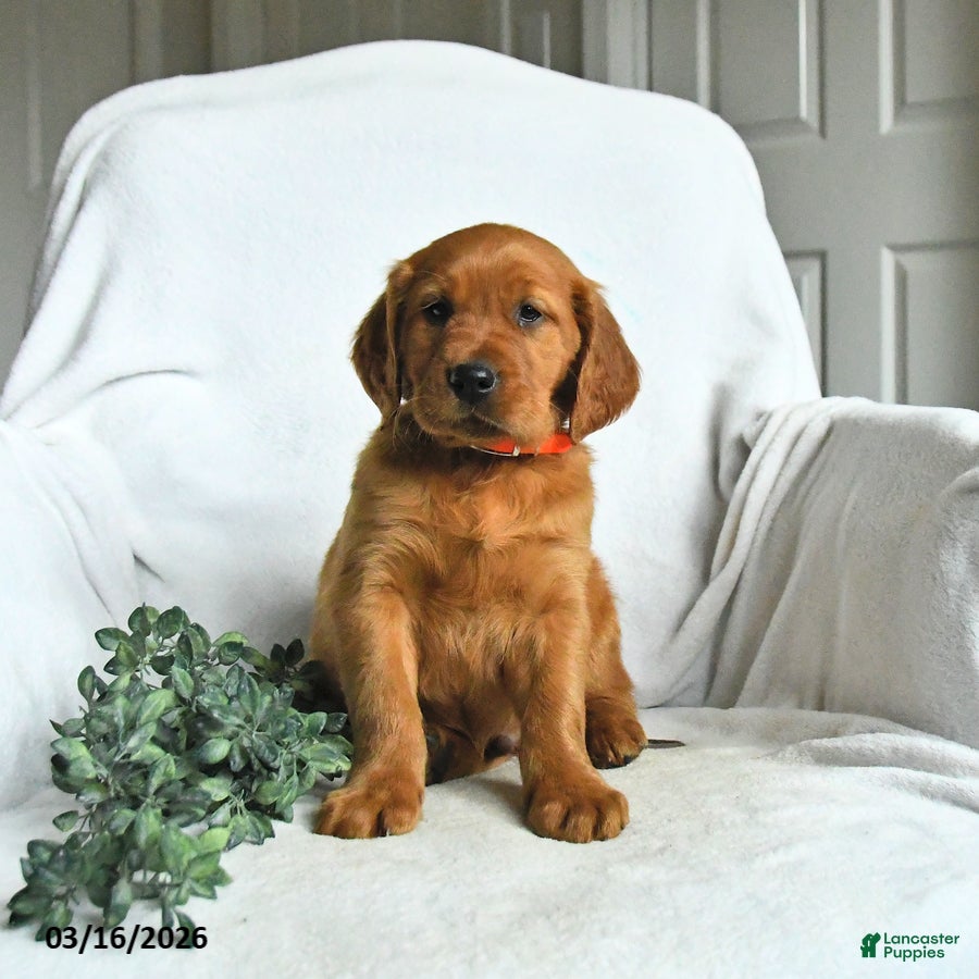 Mixed Breed dogs Will  - Ad 2