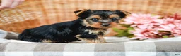 Yorkshire Terrier dogs for sale: Monty - Ad 5