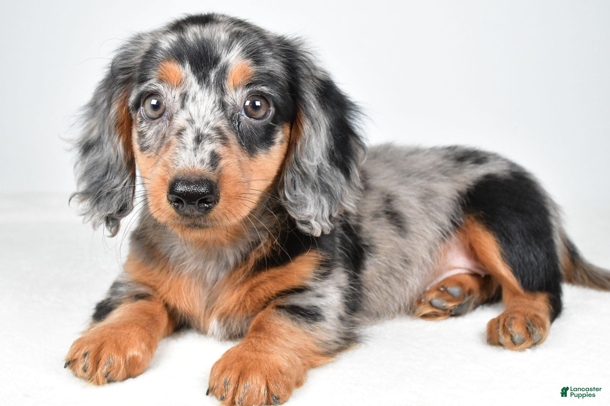 Dachshund dogs Cassandra - Ad 2