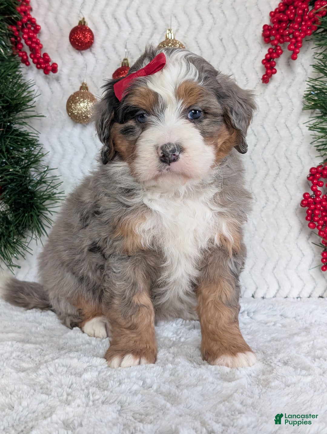 Mini Bernedoodle dogs for sale: Mini Hayes - Ad 9