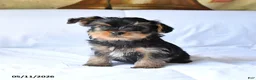 Yorkshire Terrier dogs for sale: Rosie - Ad 2