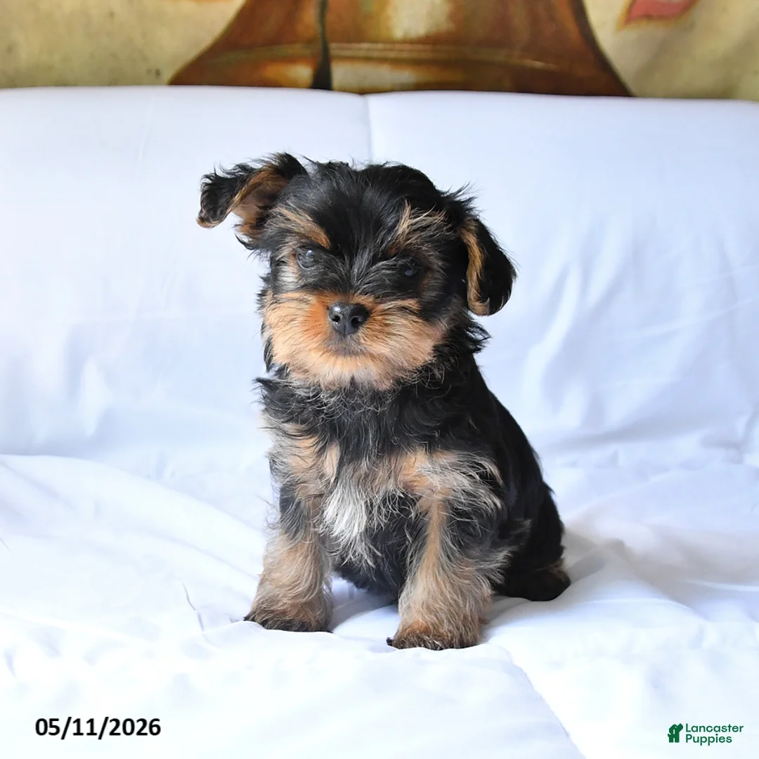 Yorkshire Terrier dogs for sale: Rosie - Ad 2