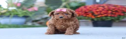 Miniature Poodle dogs for sale: Nala - Ad 3