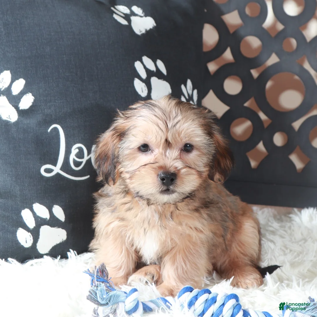 Shorkie dogs for sale: Bam Bam Shorkie Puppy - Ad 1