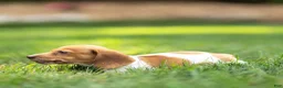 Miniature Dachshund dogs for sale: Missy Miniature Dachshund  - Ad 7