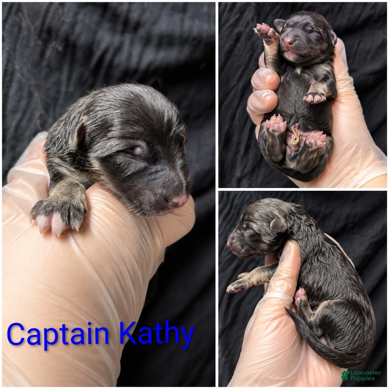 German Shepherd dogs Captain Kathy  - Ad 1