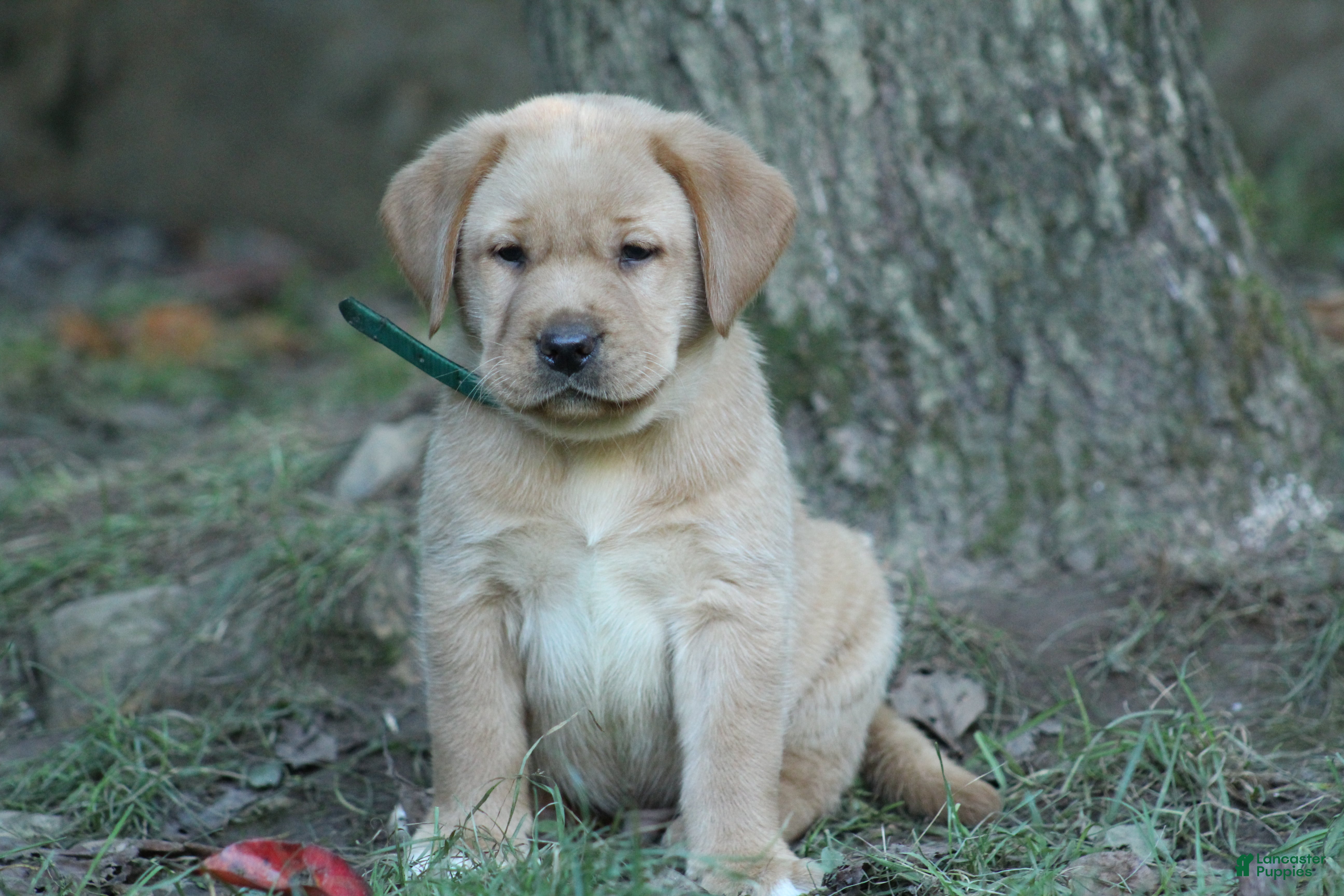 Labrador Retriever dogs Prince - Ad 1