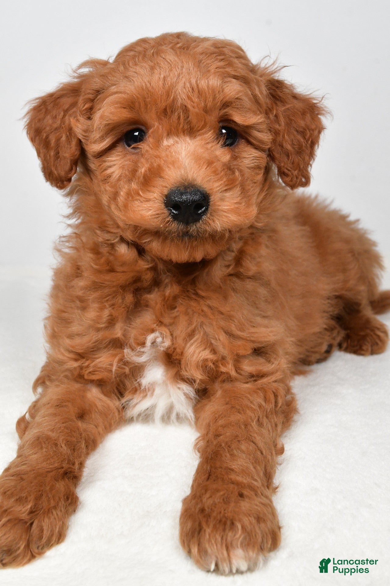 Goldendoodle dogs tucker - Ad 1