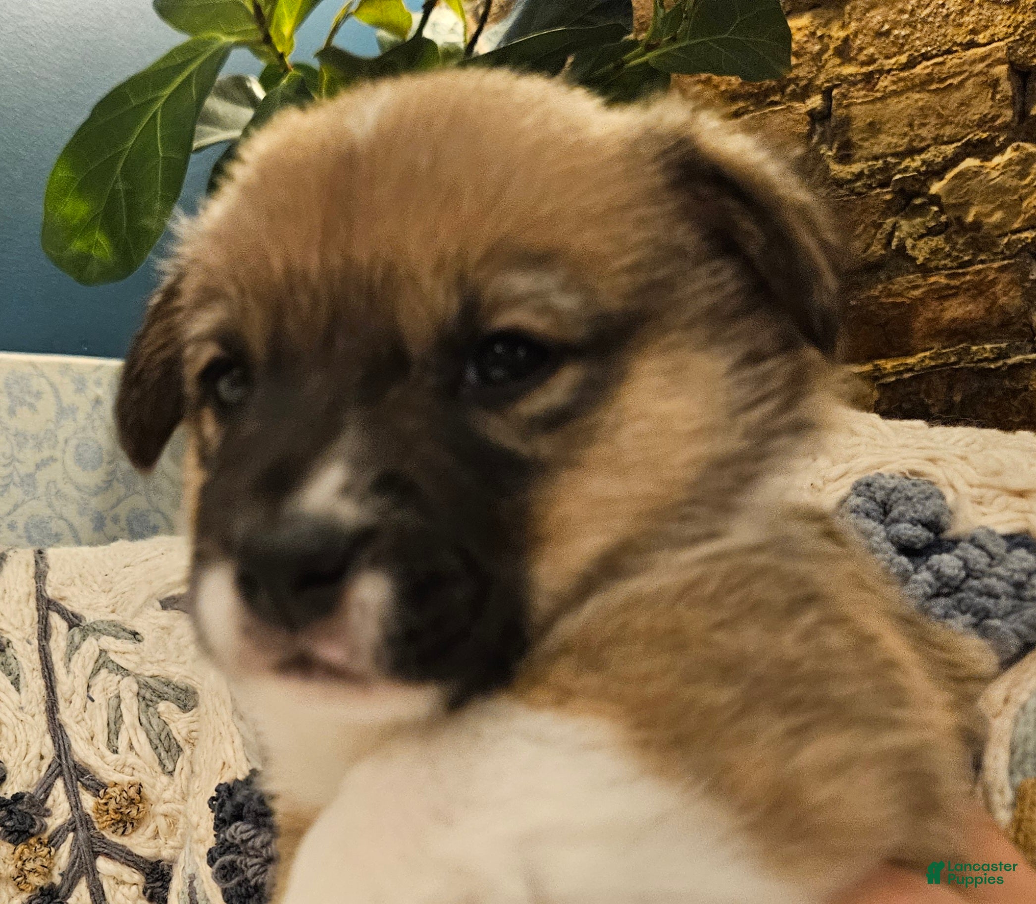 Mixed Breed dogs Rocky Balboa - Ad 1