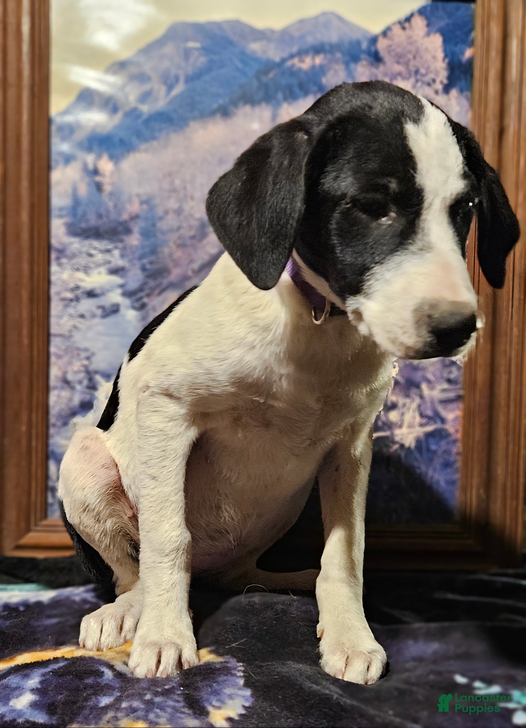 Border Collie dogs for sale: Dolly - Ad 12