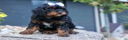 Cavapoo dogs for sale: Wanda 🐶 - Ad 3