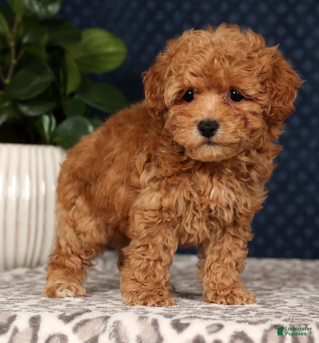 Bichpoo dogs for sale: Rhett - Ad 9