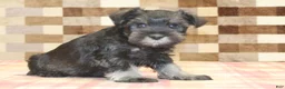 Miniature Schnauzer dogs for sale: Eddy - Ad 4