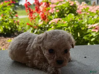 Maltipoo dogs Katie - Ad 7