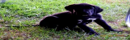 Great Dane dogs for sale: Great Dane 1 - Ad 3