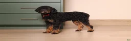 Cavapoo dogs for sale: Della - Ad 8