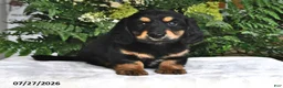 Miniature Dachshund dogs for sale: Smokey - Ad 4