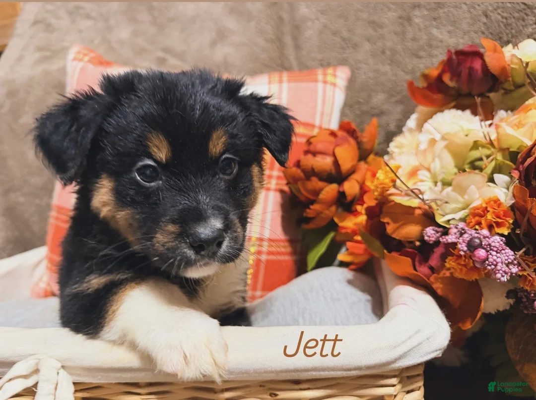 Australian Shepherd dogs for sale: Jett - Ad 1