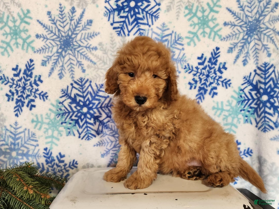 Mini Goldendoodle dogs for sale: Houston - Ad 10